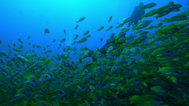 scubadogs-copamarina-base