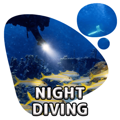 scubadogs-nightdive+title scubadogs-nightdive+title