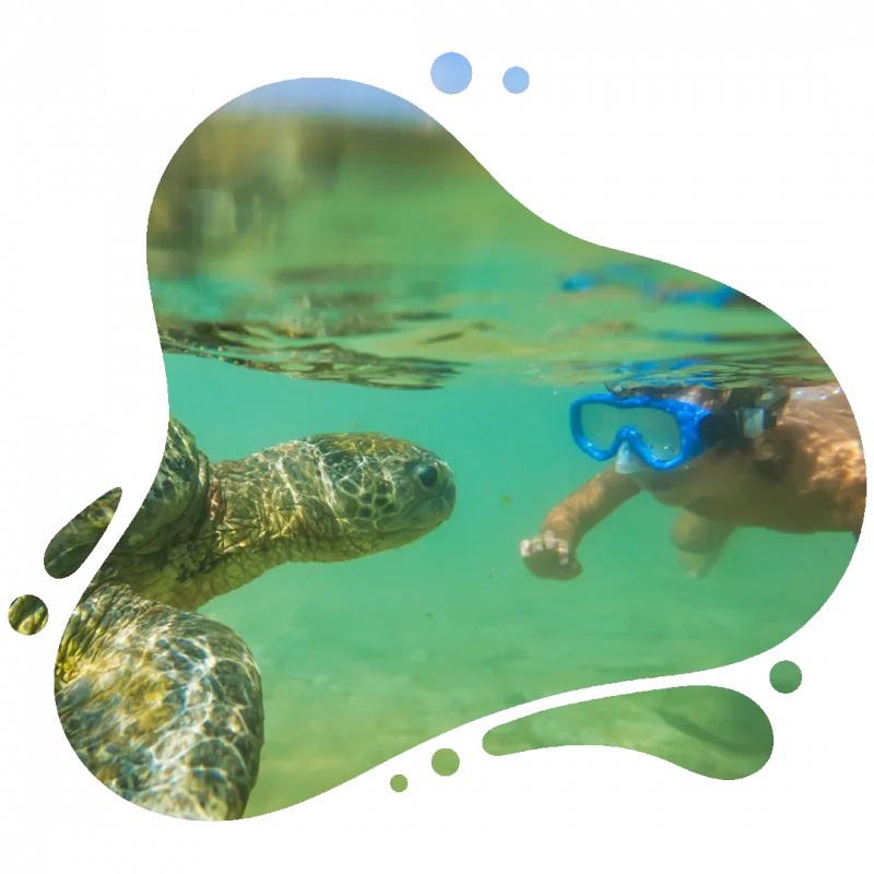 scubadogs-turtle-and-boy